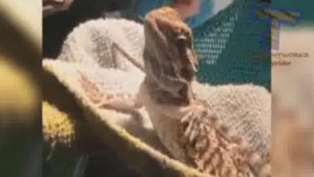 سوسمار ه داره یوگا کار میکنه