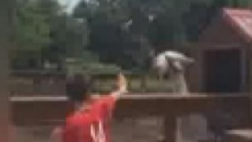 بیگی که اومد