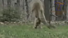 یا خداااااااا.سکته هرو زد به گمونم