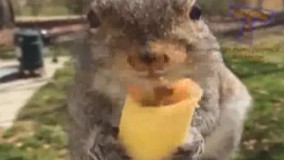 دکتر گفته روزی یه دونه سیب بخور واسه سلامتیت خوبه