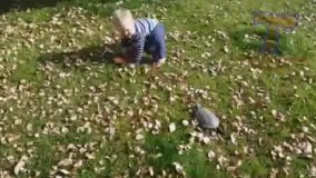 لاک پشته یا سگه این؟