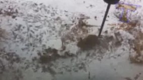 من که نفهمیدم اینا دارن چیکار میکنن