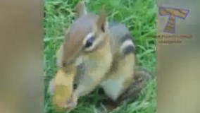 ای بابا.این چرا جا نمیشه اخه؟