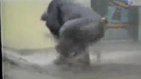 این گوریل یه زمانی مال مایکل جکسون بوده به گمونم!