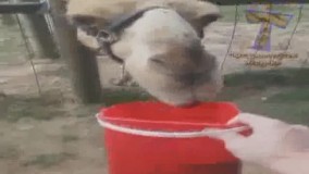 و این گونه است که میگن طرف آش و با جاش خورد