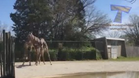 معلوم نیست دعوا میگیرن یا ناز میدن همو!