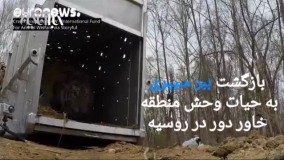 لحظه آزادسازی ببر سیبری در طبیعت