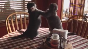 گربه های خنده دار و عجیب