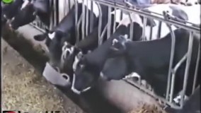 واقعا هنوز به آدمهای بی مخ میگین گاو؟