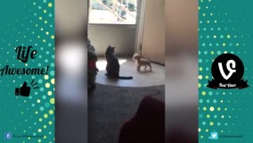 گربه های باحال 2017