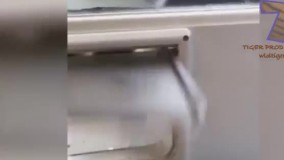 گربه های بامزه و جالب