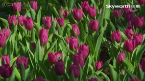  طبیعت با لنز ماکرو با کیفیت 4K