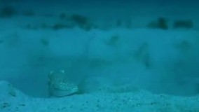 این ماهی بادکنکی ژاپنی برای جلب جفت چکار می‌کند؟