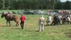 ????قدرت این اسب بیشتر از 18 مرد قوی هست!