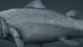 نظریه داروین در یک نگاه