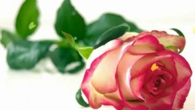 چگونه احساس خوشبختی کنیم؟1