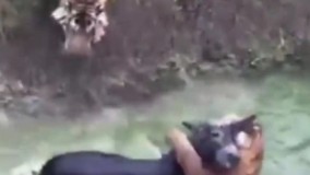 در یک باغ وحش چینی به ببرها غذای زنده می‌دهند