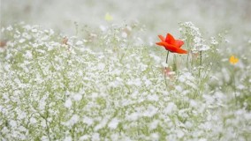 چگونه احساس خوشبختی کنیم؟2