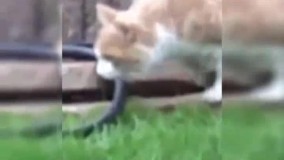 واااااااای ترکیدم از خنده