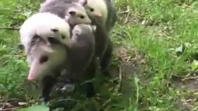 یه دوره تنظیم خانواده باید پاس کنه????????