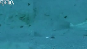 ماهی هنرمند ژاپنی