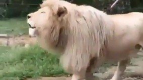 فلافلیه فلاففففففففل????????????????