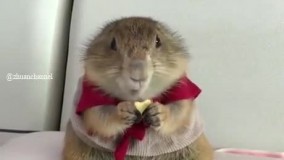 وقتی سرسفره یهو مامانت میگه قوز نکن ،صاف بشین ????