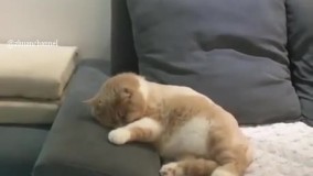 داره خواب میبینه دوچرخه سوار شده .????