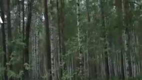 نجات یک کودک 4 ساله روس بعد از 4 روز گم‌شدن در جنگل