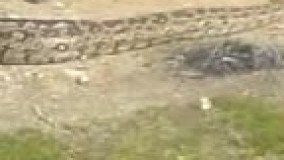 ماری عظیم الجثه در داراب???????? الله اکبر شگفتا بر خلقت ????????????????????????