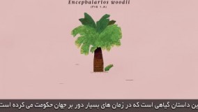 درختی قدیمی و تنها روی زمین