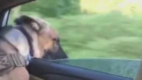 مثلا میخواد ماشینا رو بگیره ????