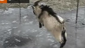 بُز؟ اسکی؟ ???? هاکی روی یخ هم حتما بلده؟!