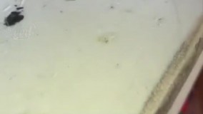 میگن مورچه ها زنشونو اینجوری طلاق میدن ????????