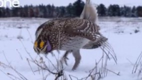 خانوما وقتی سوسک از زیر پاشون رد میشه نمیفهمن کدوم وری رفته ????