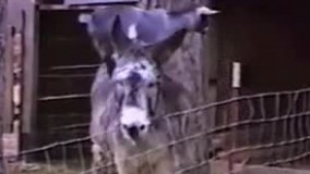 یه فرارِ حساب شده