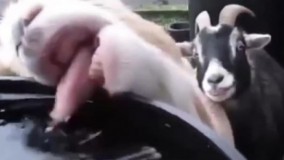 برید خدا رو شکر کنید آدم هستید و با لیوان راحت آب میخورید ????????