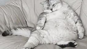 وضیعت من بعد افطار????????