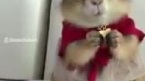 وقتی سر سفره ام و بهم میگن قوز نکن