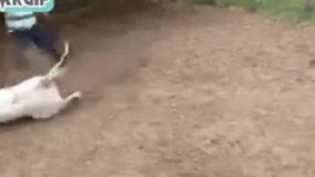 حملات انتحاری گاوها