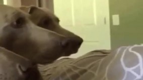 تو چشمای سگا یه بزار تنها گیرت بیاریم خاصی موج میزنه