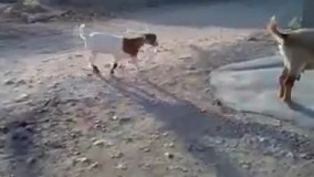 یک ویدیو خنده دار و باحال