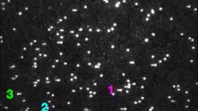 فیلمبرداری از تکثیر DNA برای اولین بار