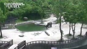 چگونه فیل‌ها یک بچه فیل را از خطر غرق شدن نجات دادند؟