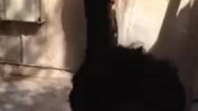 بدبخت قلبش افتاد تو جورابش