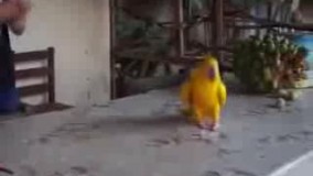 گفته بودم یه طوطی دارم کوردی میرقصه باور نمیکردین  ... ایناهاش