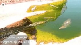 تفریحات همین تمساح از من بیشتره