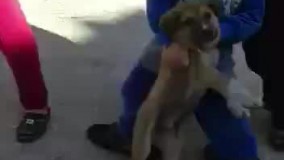 این سگ رو نجات بدید