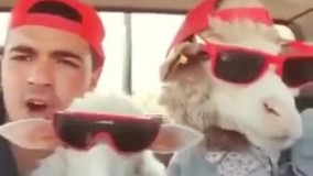 از اولین گوسفندهایی که جلوی وانت نشستن و چقدر هم خوشحالن