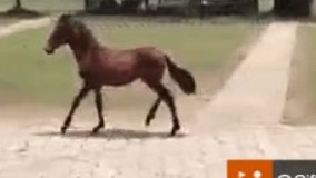 این چرا اینجوری راه میره احتمالا دسشویی داره